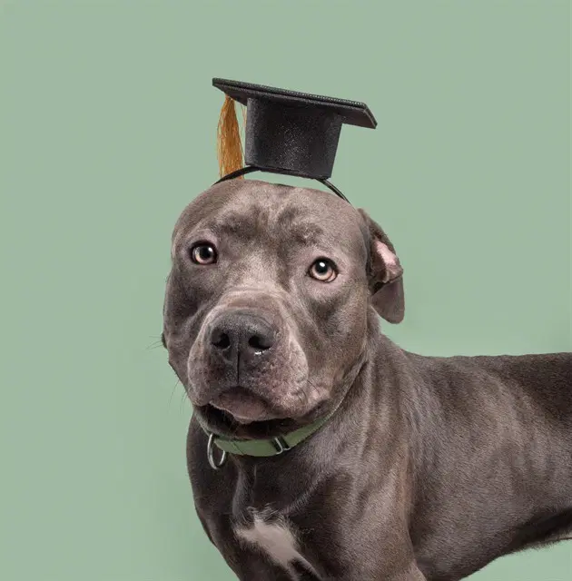 Zarr - Pit Bull Terrier