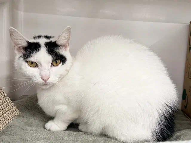 Jackie - Domestic Short Hair