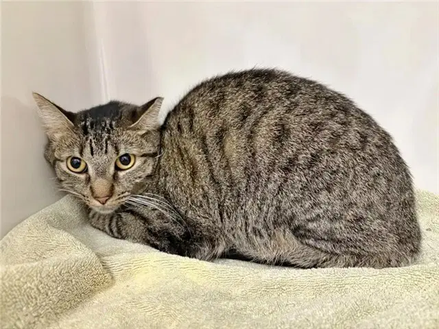 Baby Cat - Domestic Short Hair
