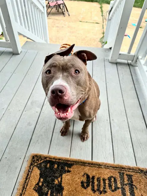 Xena - Pit Bull Terrier
