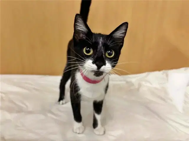 Cassandra - Domestic Short Hair