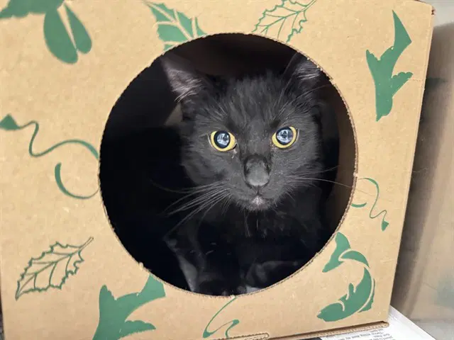 Frankie - Domestic Short Hair