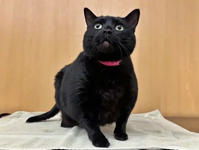 Venus - Domestic Short Hair
