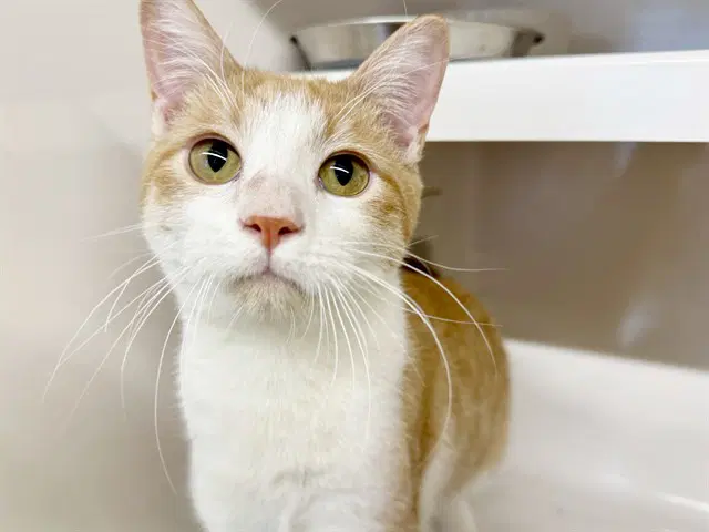 Mango - Domestic Medium Hair