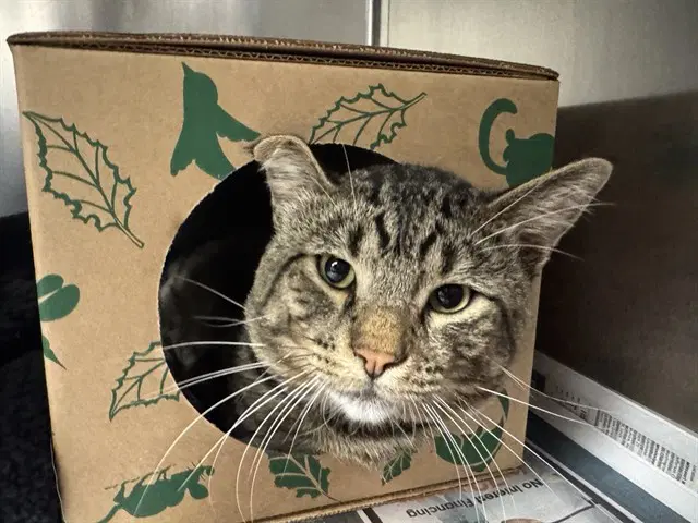 Jarvis - Domestic Short Hair