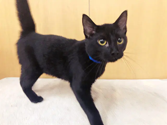Rambo - Domestic Short Hair