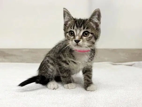 Emmy - Domestic Short Hair