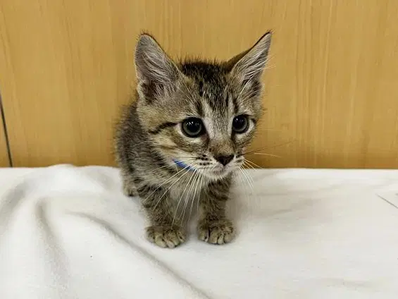 Tommy - Domestic Medium Hair