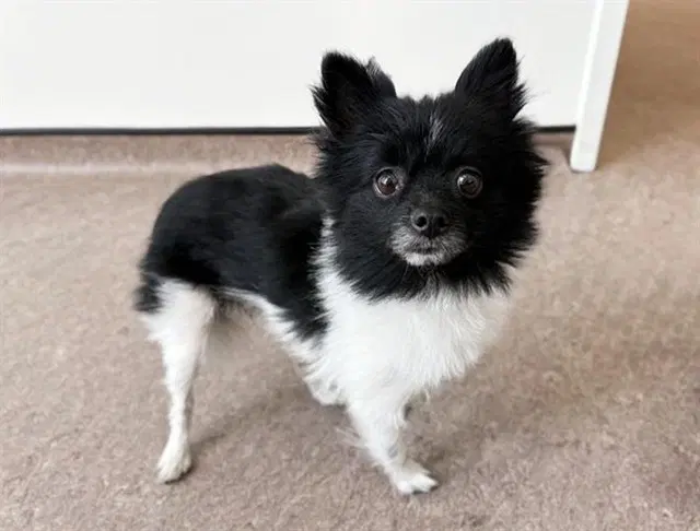Jojo - Pomeranian