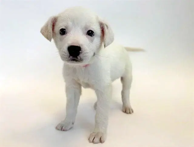 Snow - Labrador Retriever