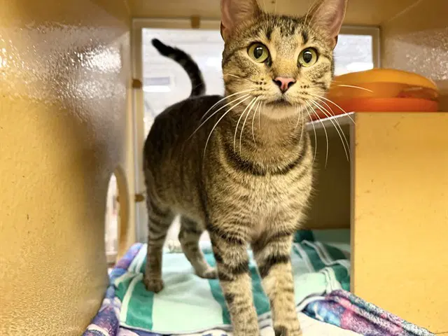 Bella - Domestic Short Hair
