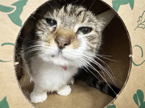 picture of the cat needing adoption