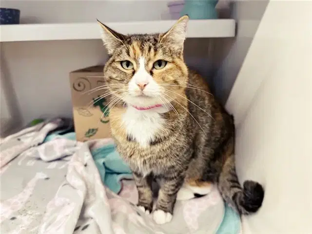 Gatita - Domestic Short Hair