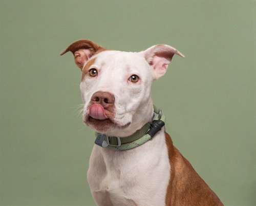 JIMMY JOHNS, a dog for adoption from Animal Protective Association of Missouri