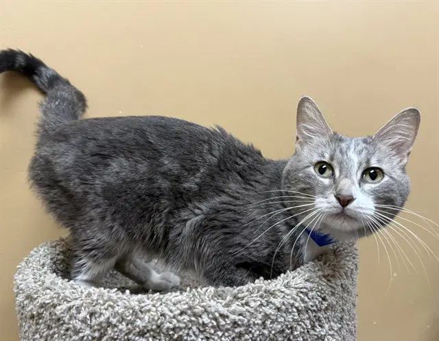 Lync - Domestic Short Hair