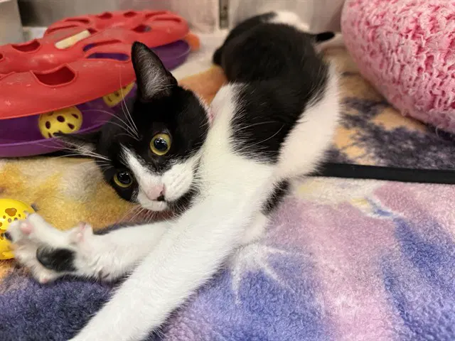 Oreo - Domestic Short Hair