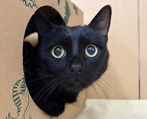 picture of the cat needing adoption