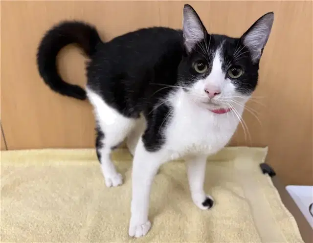 Dotti - Domestic Medium Hair