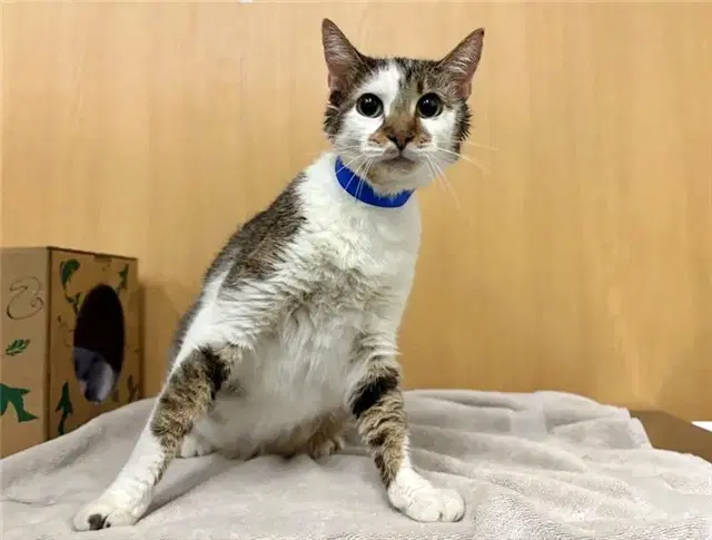 Kitty - Domestic Short Hair