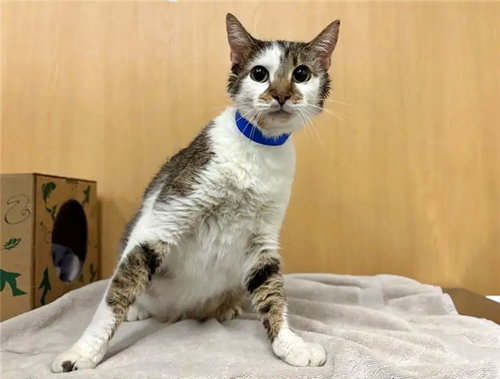 KITTY, a cat for adoption from Animal Protective Association of Missouri