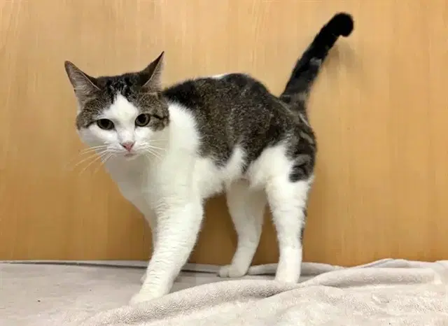 Lucy - Domestic Medium Hair