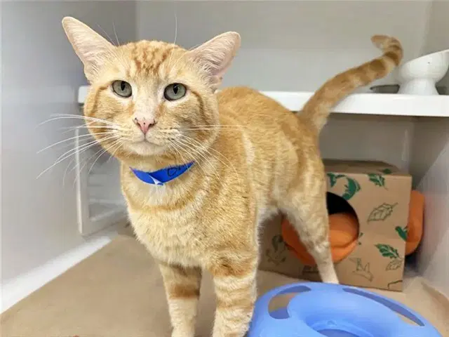 Orangie - Domestic Medium Hair