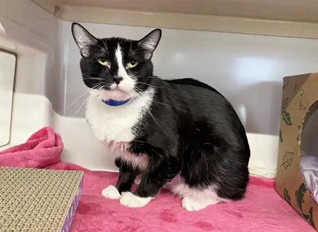 Max - Domestic Short Hair