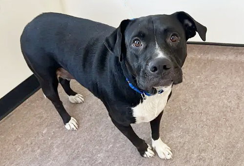 HARLEY, a dog for adoption from Animal Protective Association of Missouri
