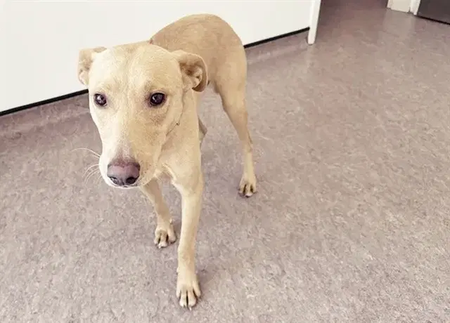 Taco - Terrier