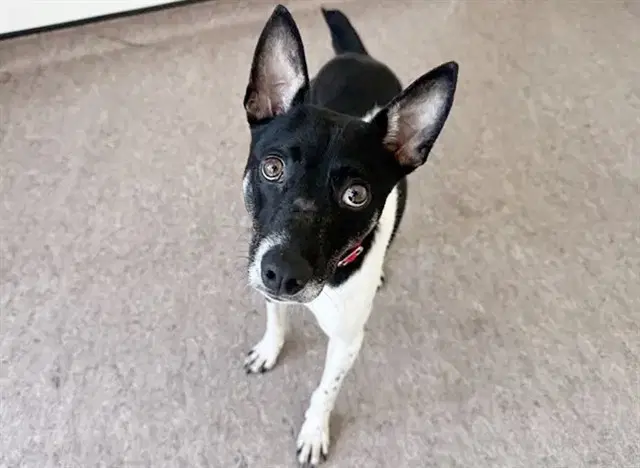 Braxton - Terrier