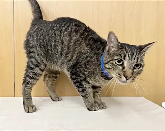 Paw Mccartney - Domestic Short Hair