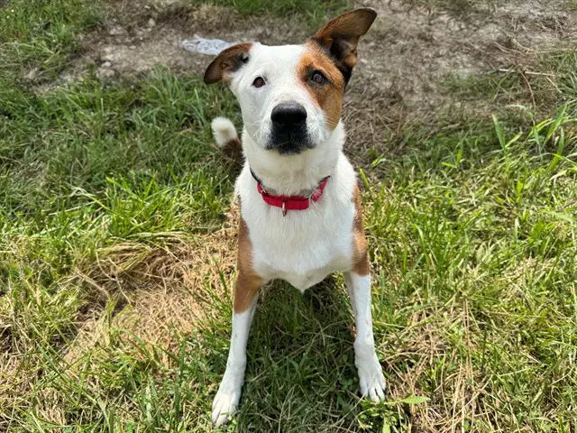 Hank - Border Collie