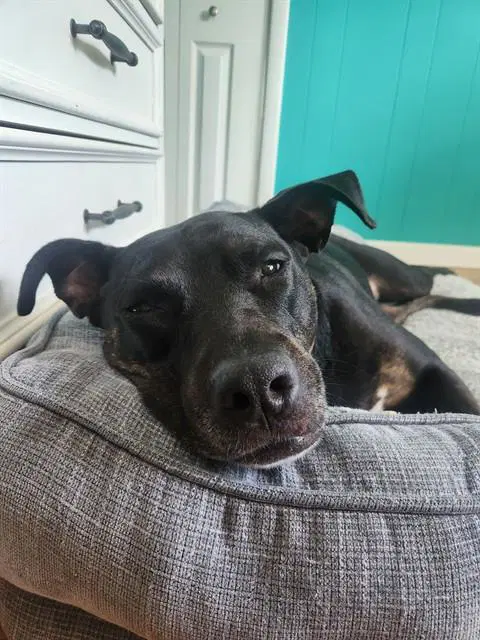 Layla - Labrador Retriever