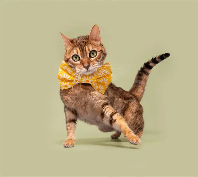 Ellie - Domestic Short Hair