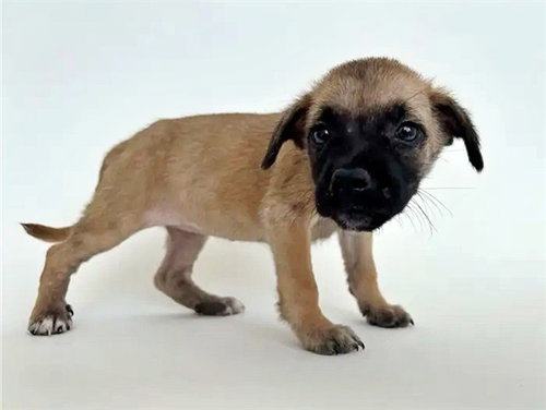 picture of the dog needing adoption