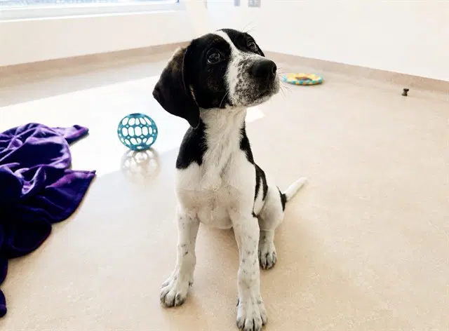 Bowie - Terrier