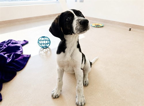 picture of the dog needing adoption