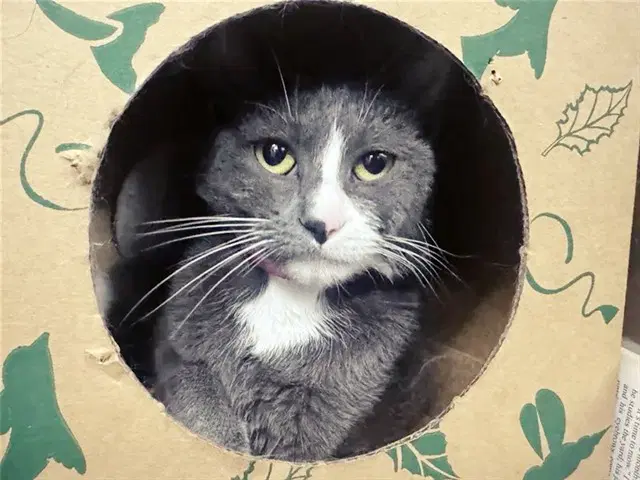 Kitty Purry - Domestic Short Hair