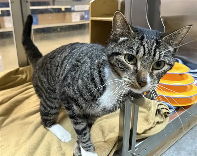 Harry Pawter - Domestic Short Hair