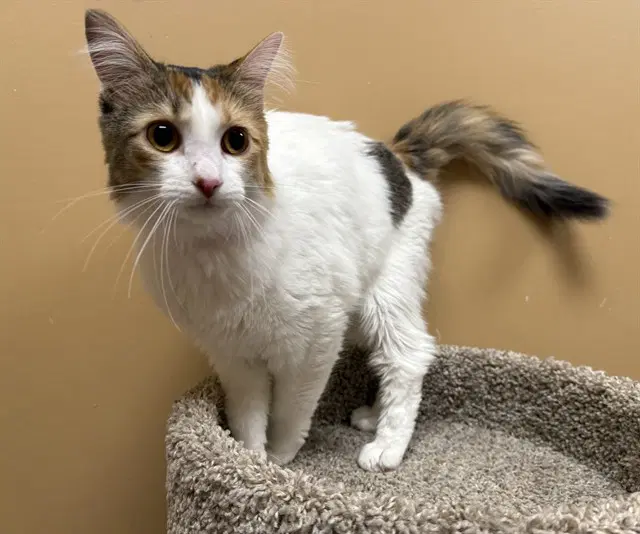 Mona - Domestic Medium Hair