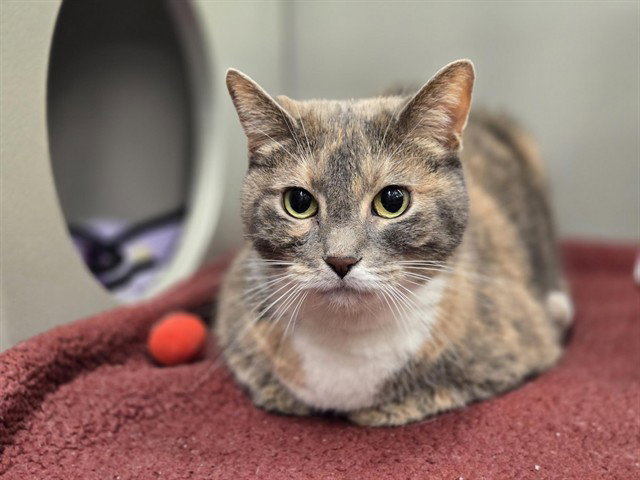 Bella, Domestic Short Hair