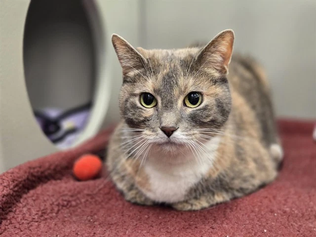 Bella