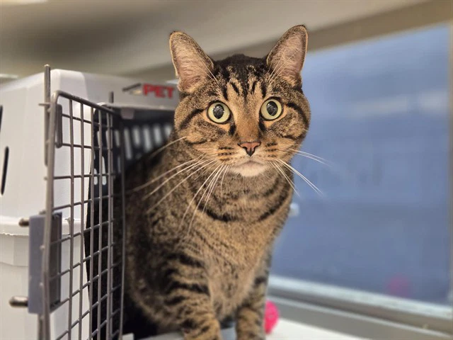 Leo