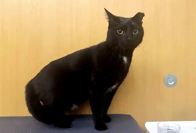 Dante - Domestic Short Hair