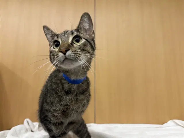 Hercules - Domestic Short Hair