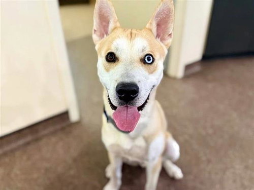 picture of the dog needing adoption