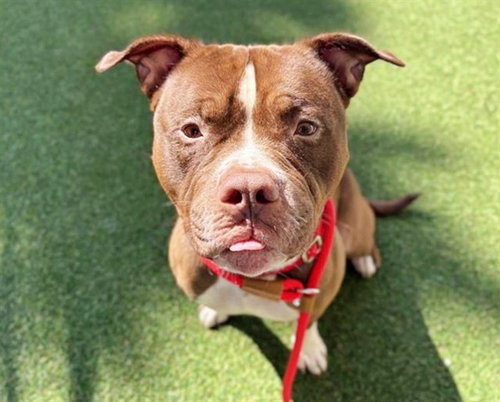 picture of the dog needing adoption