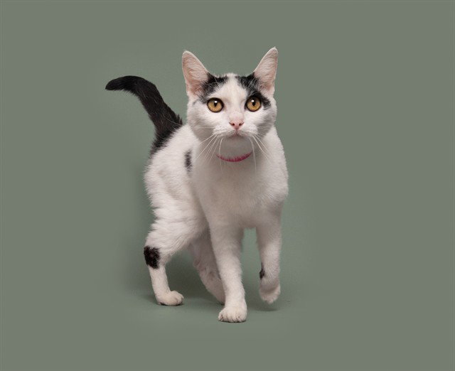 Jackie, Domestic Short Hair
