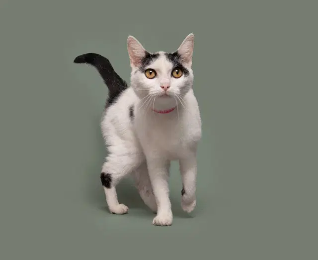 Jackie - Domestic Short Hair