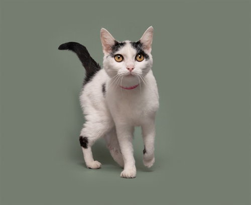 JACKIE, a cat for adoption from Animal Protective Association of Missouri